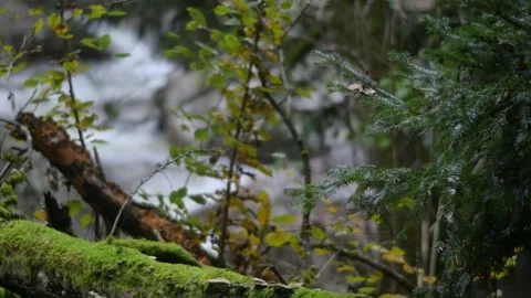 Tree with moss at the river aist Stock Footage 294189665