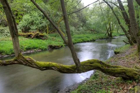 Tree with moss on the River Stock Photos