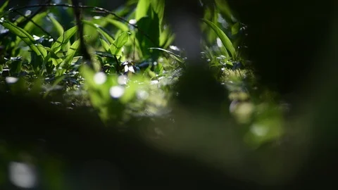 Tree with moss in a riverside forest Stock Footage 126622699