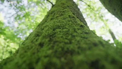 Tree with moss on roots in a green forest or moss on tree trunk. Tree bark with Stock Footage 140011904