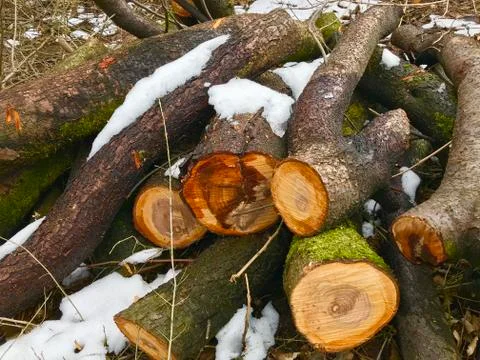 Tree moss snow Stock Photos