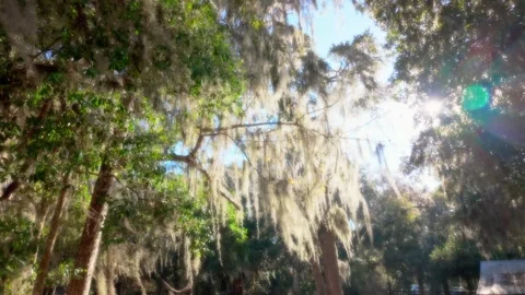 Tree Moss Sunlight Background (2) 動画素材 300132960