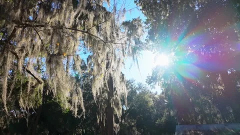 Tree Moss Sunlight Background 動画素材 300132971