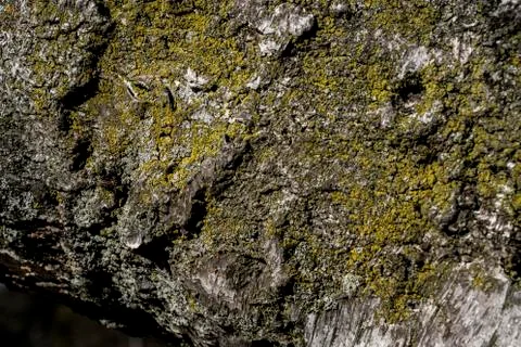 Tree with moss texture. Close up of tree bark. Stock Photos