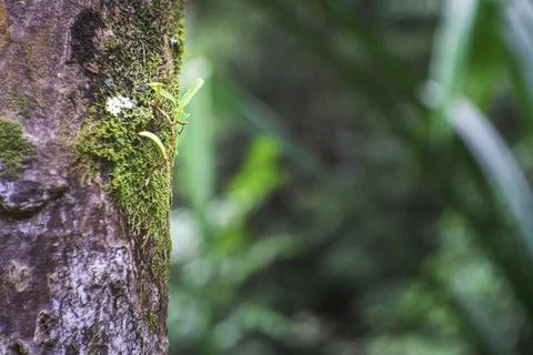 Tree with moss on tree in green forest or moss on tree trunk. Stock Photos