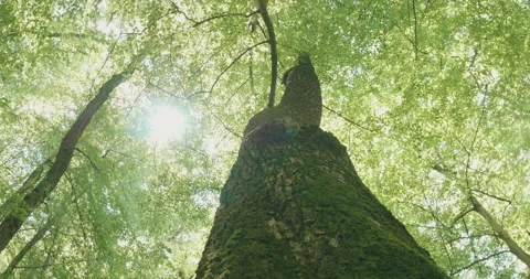 Tree Moss Trunk in Forest Stock Footage 195095867