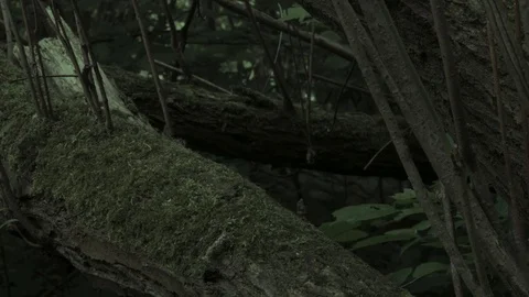 Tree Moss in woodland close up 스톡 동영상 77971061