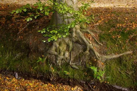 Tree on a mount in the forest. Its roots are searching for water. Stock Photos