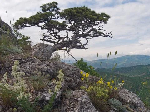 Tree on mount Stock Photos