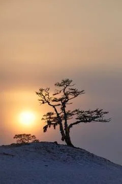 A tree on a mountain against the background of a winter sunset Stock Photos