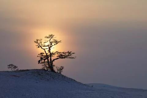 A tree on a mountain against the background of a winter sunset Stock Photos