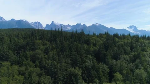 A tree with a mountain in the background Video stock 155465773