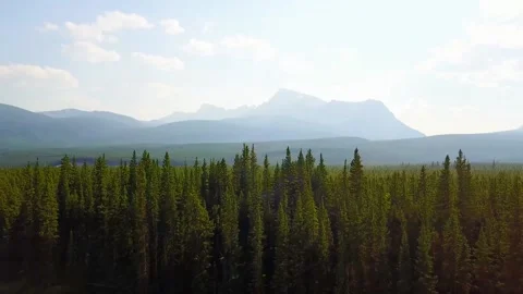 A tree with a mountain in the background Stock Footage