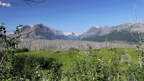 A tree with a mountain in the background Stock Footage 155588488