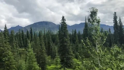 A tree with a mountain in the background Stock Footage 155593009