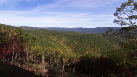 A tree with a mountain in the background Stock Footage 156010486