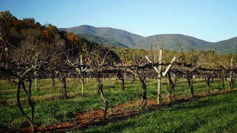 A tree with a mountain in the background Stock Footage 156024689