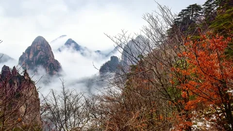 A tree with a mountain in the background 库存影片 156844198