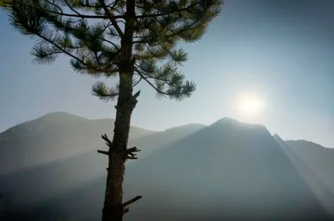 Tree on mountain background Stock Photos