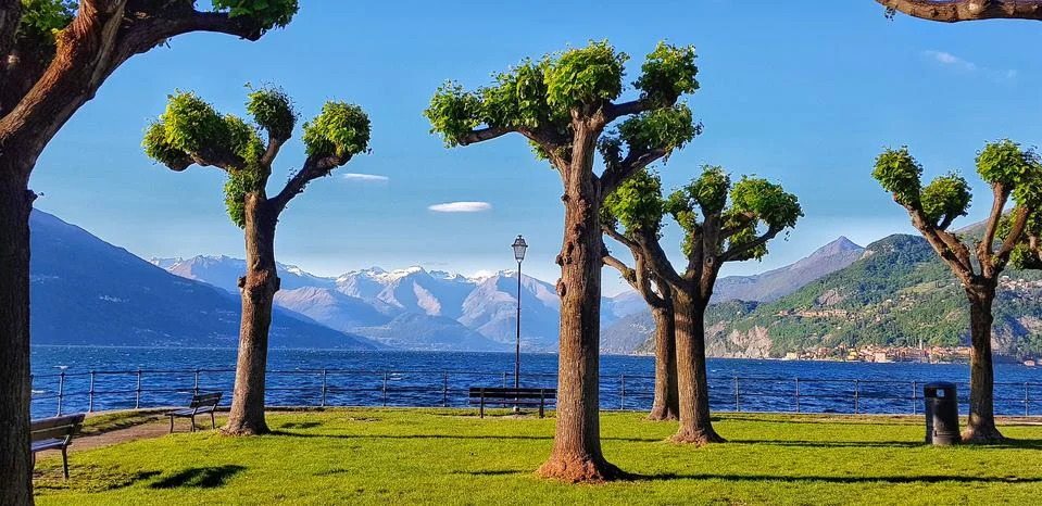 A tree with a mountain in the background Stock Photos