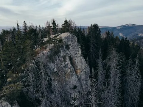 A tree with a mountain in the background Stock Photos