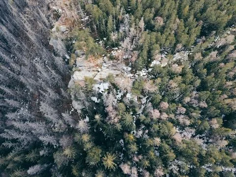 A tree with a mountain in the background Stock Photos