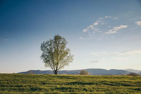 A tree with a mountain in the background Stock Photos