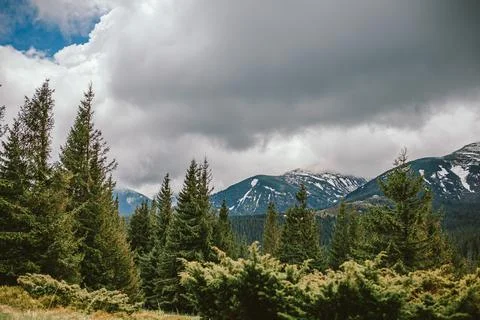 A tree with a mountain in the background Stock Photos