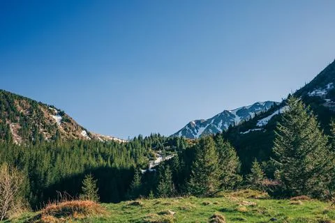 A tree with a mountain in the background Stock Photos