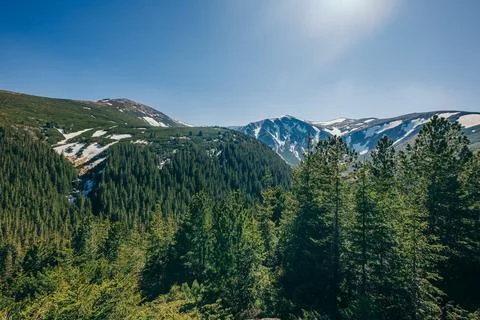 A tree with a mountain in the background Stock Photos