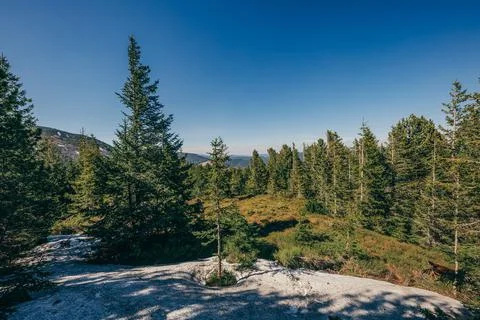A tree with a mountain in the background Foto stock