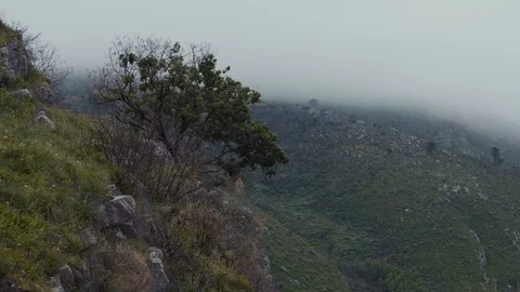 A tree on a mountain with clouds in the background Stock Footage 88689444