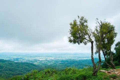 Tree on mountain with cloudy Stock Photos
