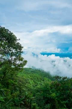 Tree on mountain with cloudy Stock Photos