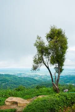 Tree on mountain with cloudy Stock Photos
