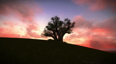 Tree on the mountain Stock Footage 24516369