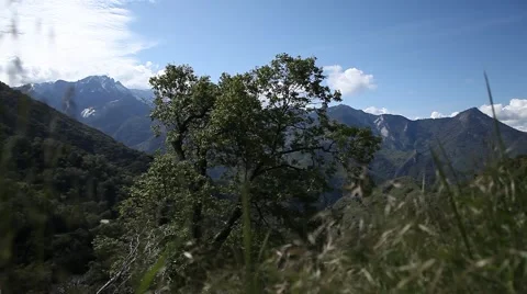 Tree on the Mountain Stock Footage 44265624