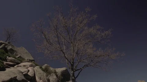 Tree at the mountain. Stock Footage 75028479