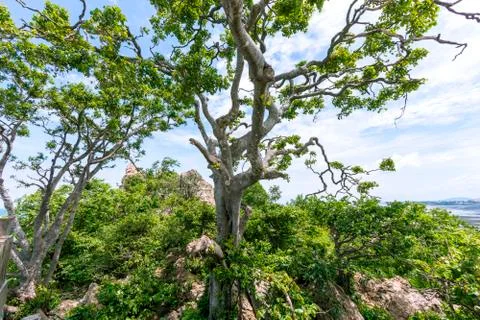 A tree on the mountain next to the sea Foto stock