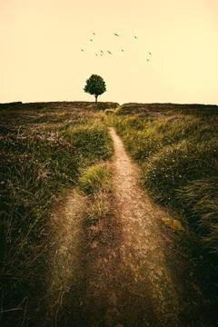 The tree in the mountain Stock Photos