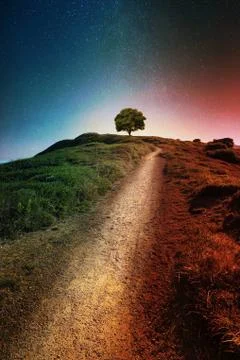 The tree in the mountain Stock Photos