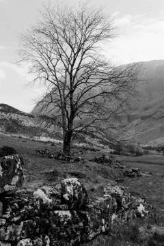 Tree in the mountain Stock Photos