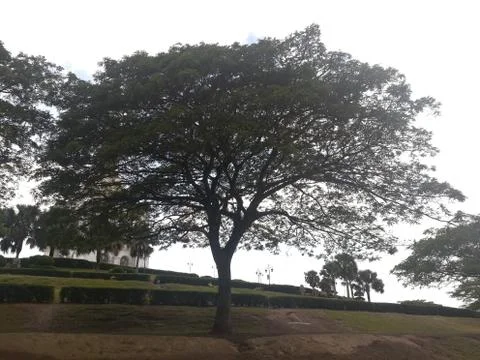 The tree in the mountain Stock Photos
