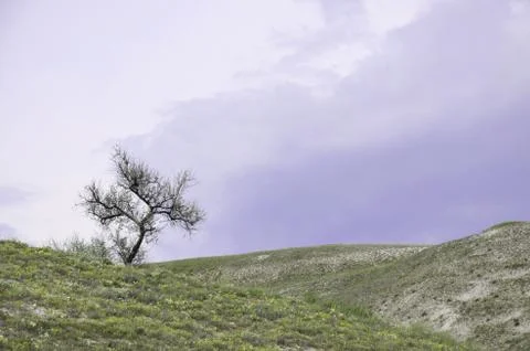 Tree on the mountain Stock Photos