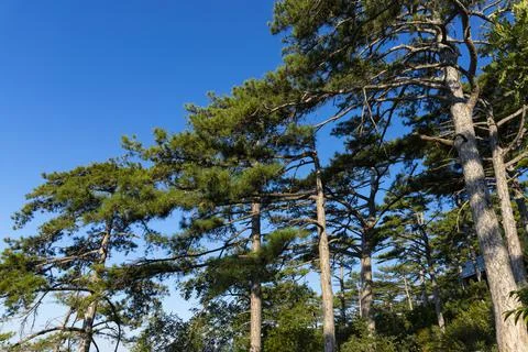 Tree Mountain pine with a large domed crown and a large trunk, grows in the m Foto stock