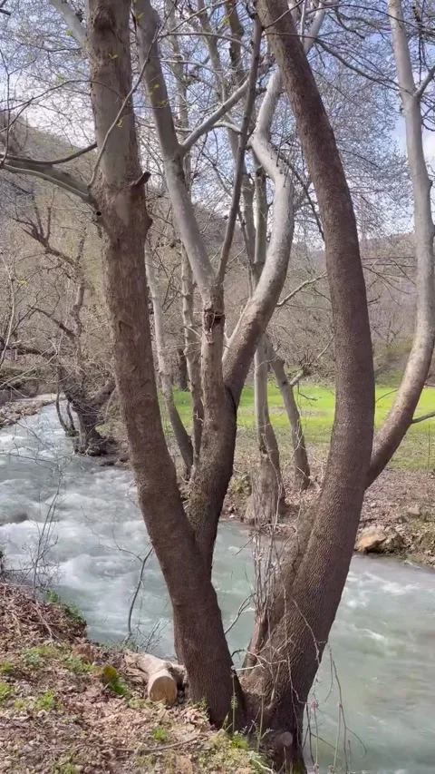 Tree by Mountain River Flowing with Green Grass behind 库存影片 340871526