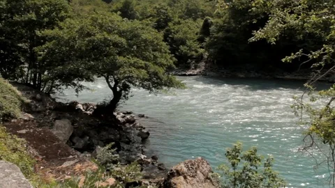 Tree in the mountain river 스톡 동영상 87660051