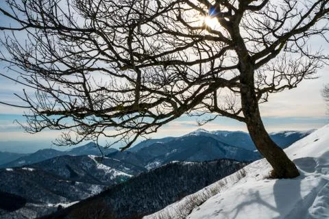 Tree in a mountain scene with the sun ray pass through the branches Stock Photos