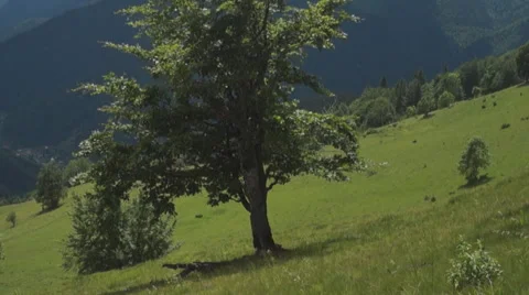 Tree on a mountain slope Видео 64894590