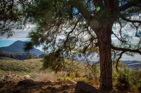 A tree on a mountain slope Foto stock